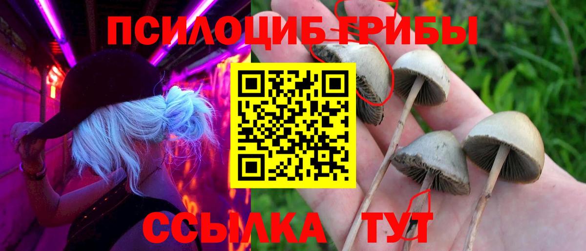 Вятские Поляны  Галлюциногенные грибы Psilocybine cubensis  Вход с VPN 